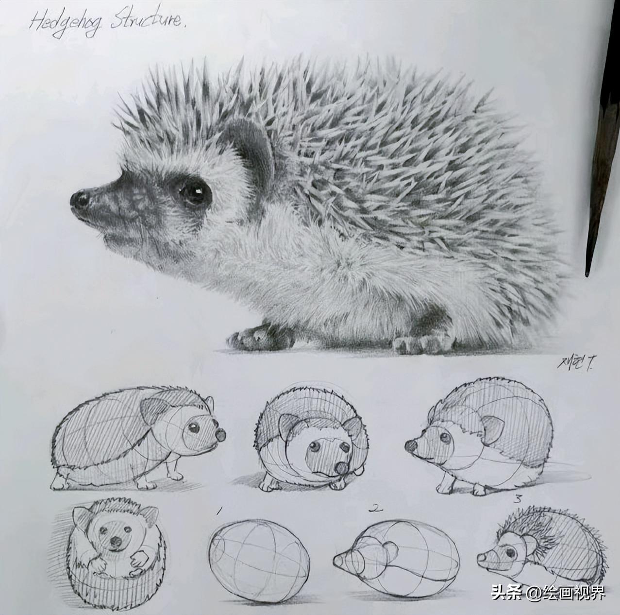 动物素描简笔画图片大全,动物素描很难画出体积感