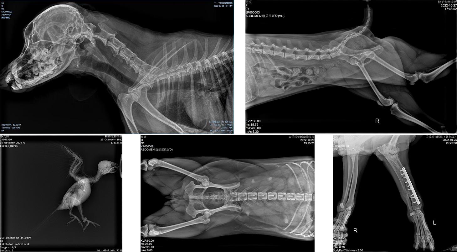 宠物dr设备多少钱一台 (如何选择宠物dr设备)
