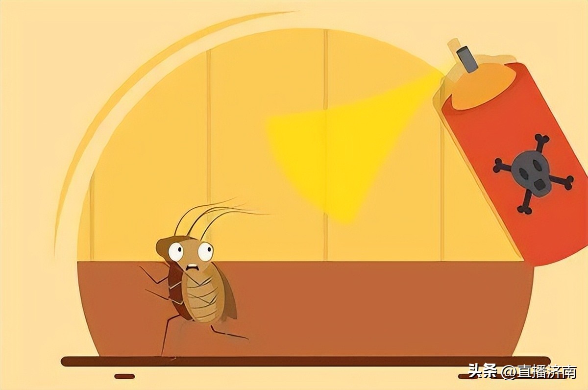 怎么把蟑螂去掉蟑螂最怕什么,彻底消灭蟑螂的小妙招蟑螂最怕它