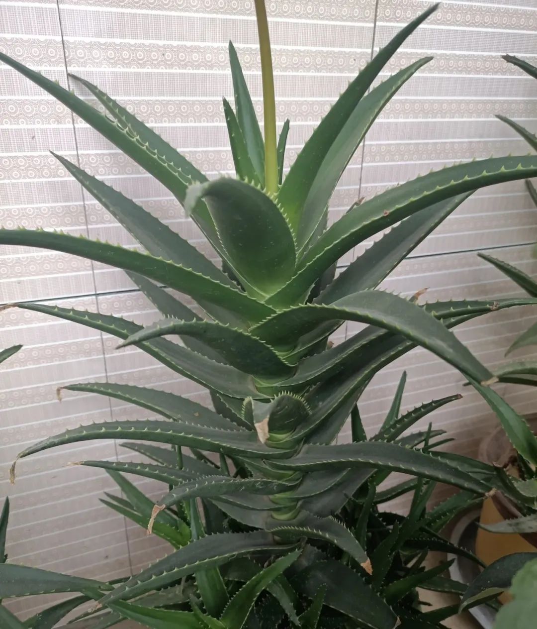 室内养什么绿植吸收甲醛量最高,吸收甲醛最佳且好养的十种植物