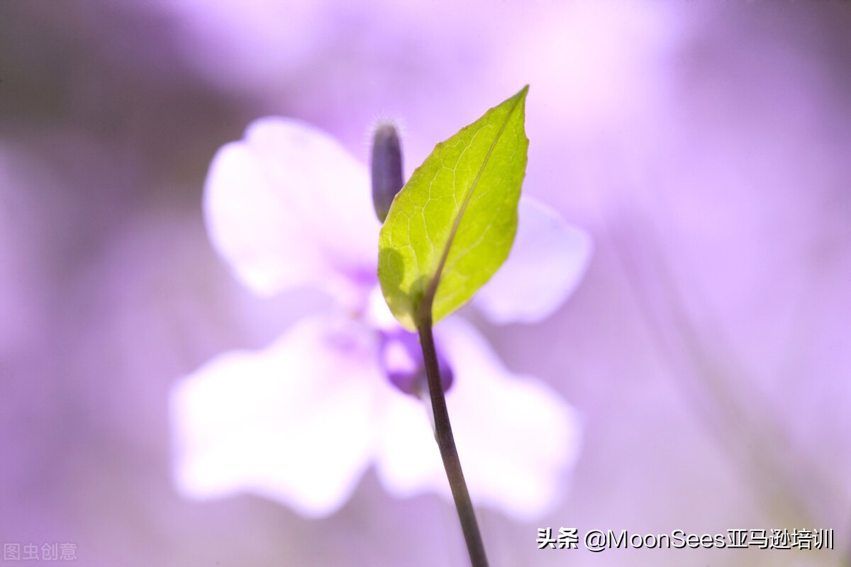 amazonpost可以上传视频吗,amazon怎么上传模板