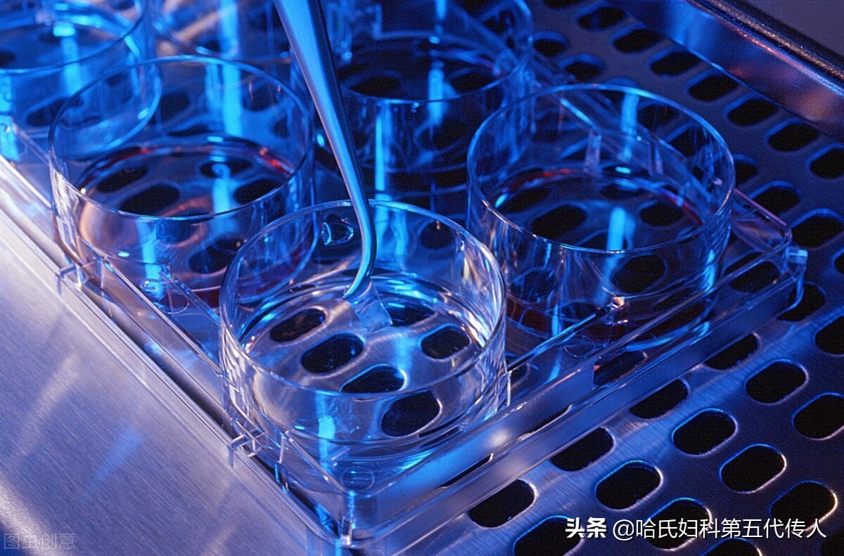 amh低无卵逆袭,amh低能取多少个卵子