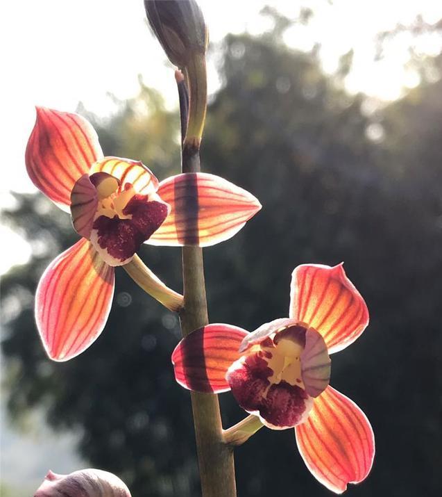 金边墨兰红神荷怎么养才开花,墨兰红太阳带花苞