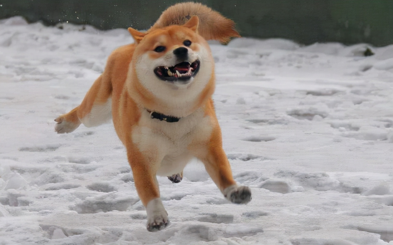新手必看纯种柴犬到底怎么辨别,教你如何辨别纯种柴犬和串串