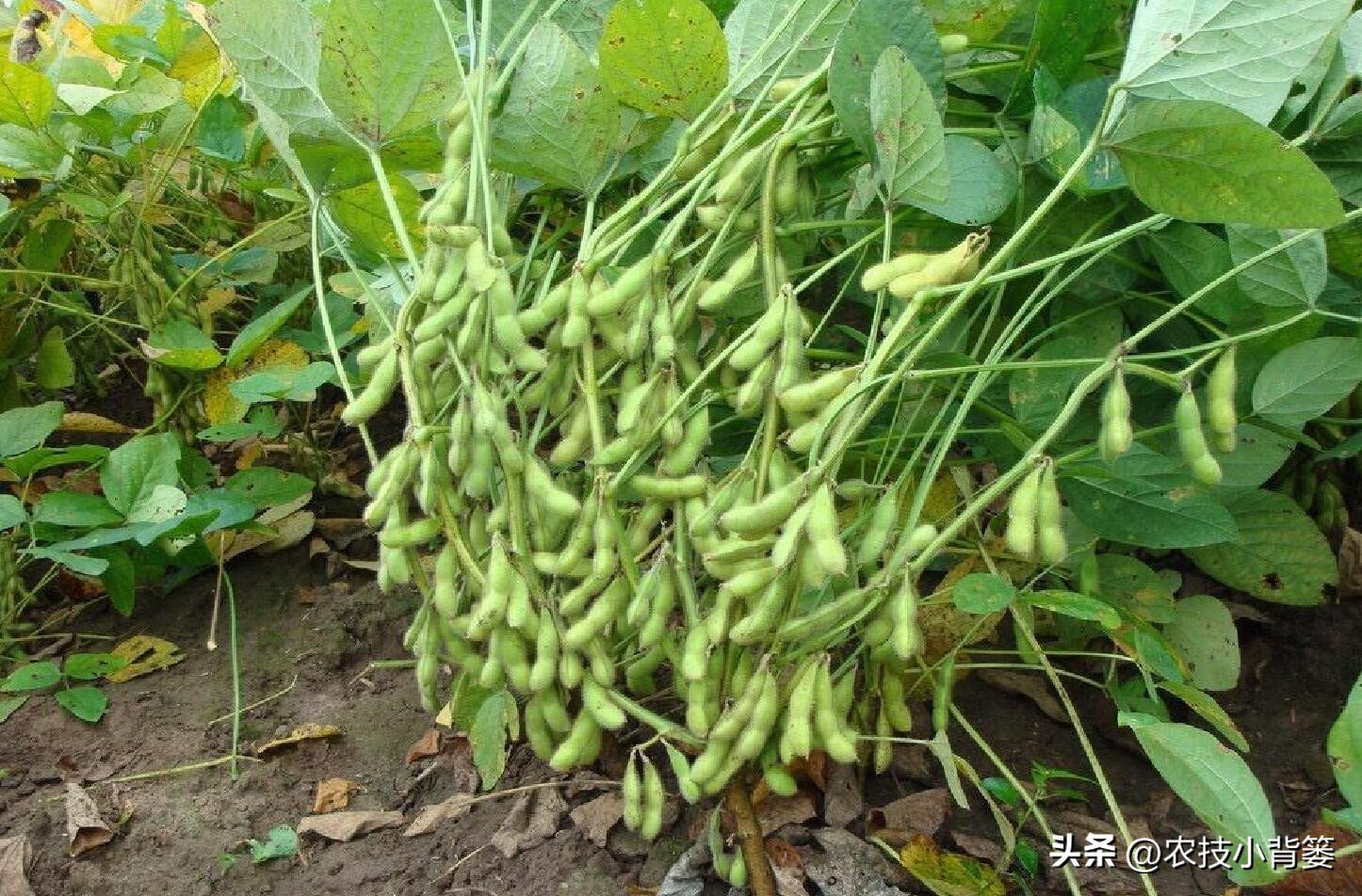 种大豆施什么化肥大豆能高产,大豆高产打什么药水大豆饱满