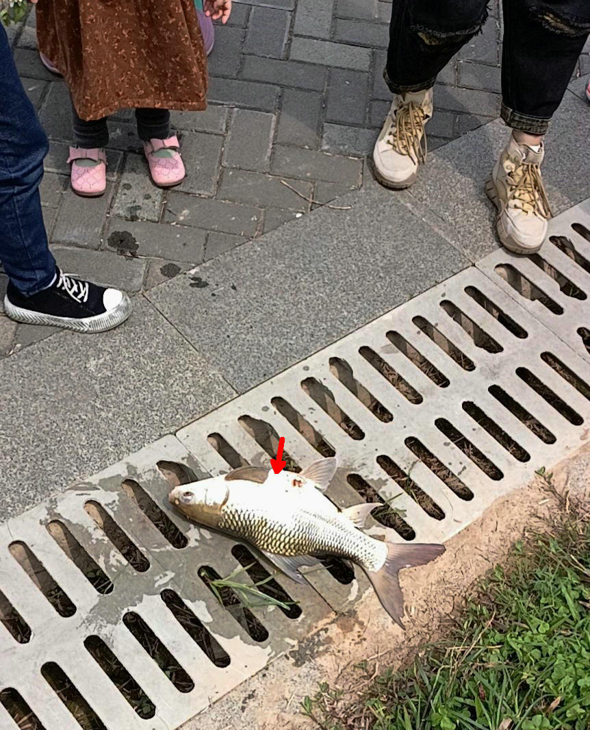 禁渔期海竿钓鱼,邕江禁渔期可以钓鱼