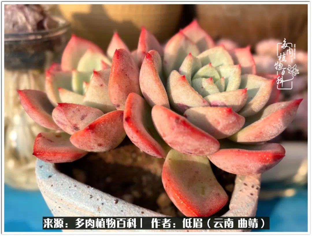 玉露多肉冬季分盆,玉露多肉怎样才能晶莹剔透