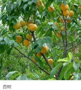 钻木取火木材着火点,适合钻木取火的木材