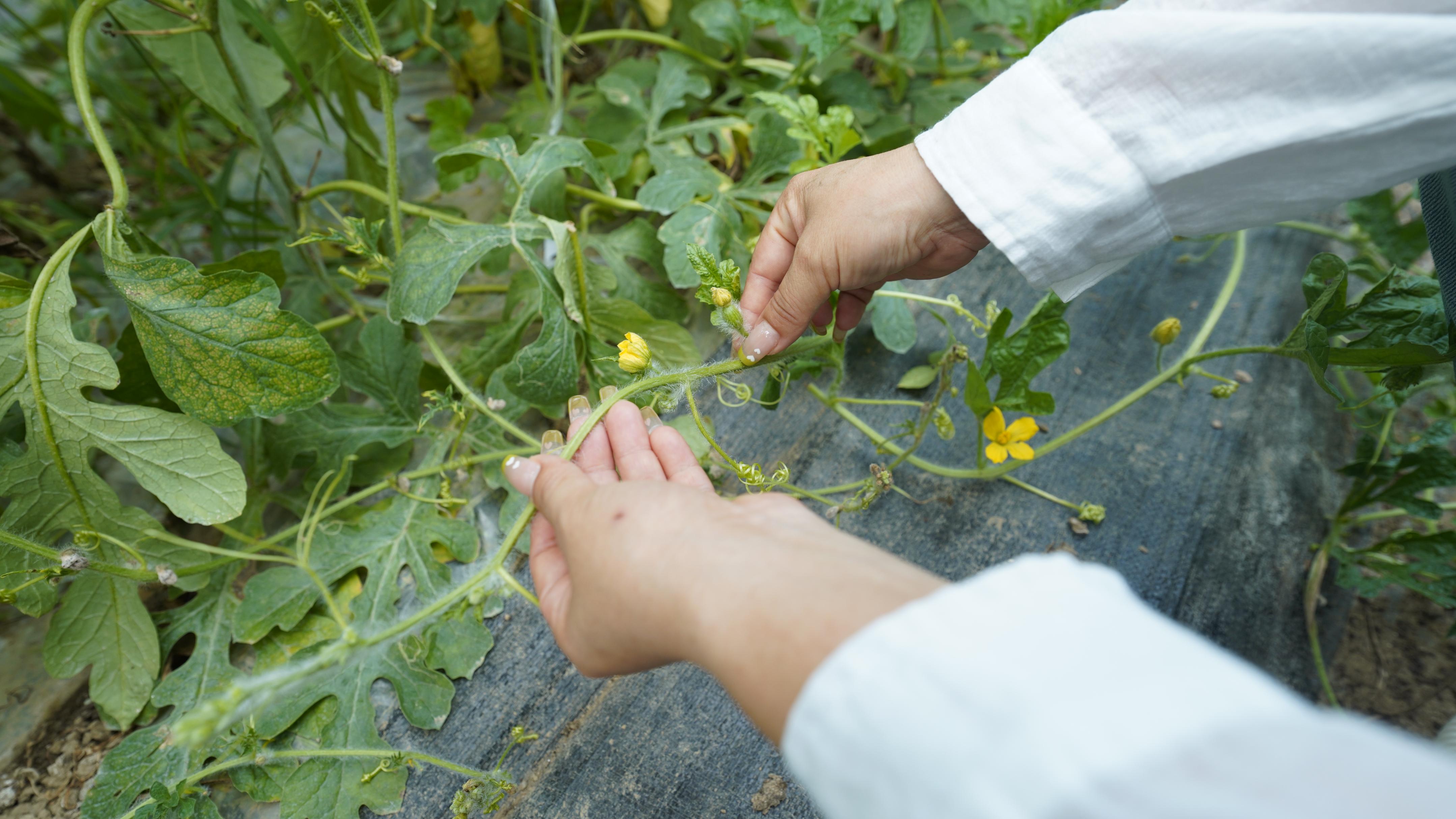 走近土专家|“藜蒿女王”聚焦中高端市场，扎根泥土实现千万年产值