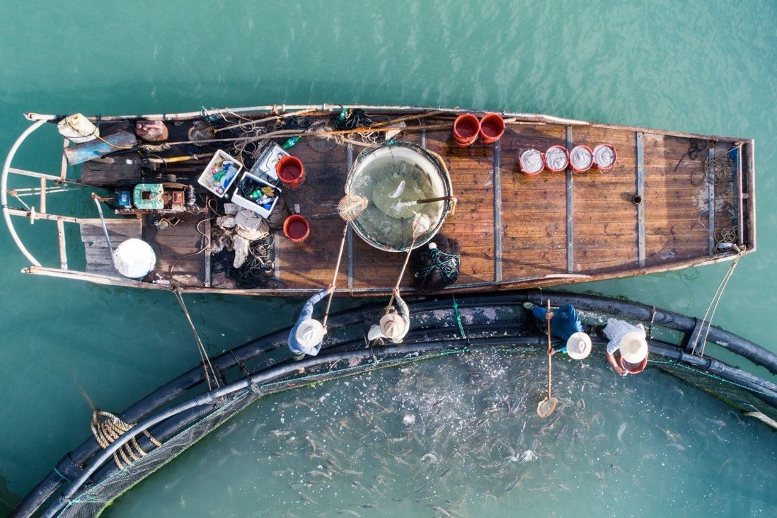 大黄鱼捕捞情况,浙江渔民一网捕4000斤大黄鱼