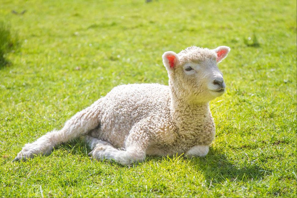 小羊佝偻病,羊得了佝偻病该如何治疗