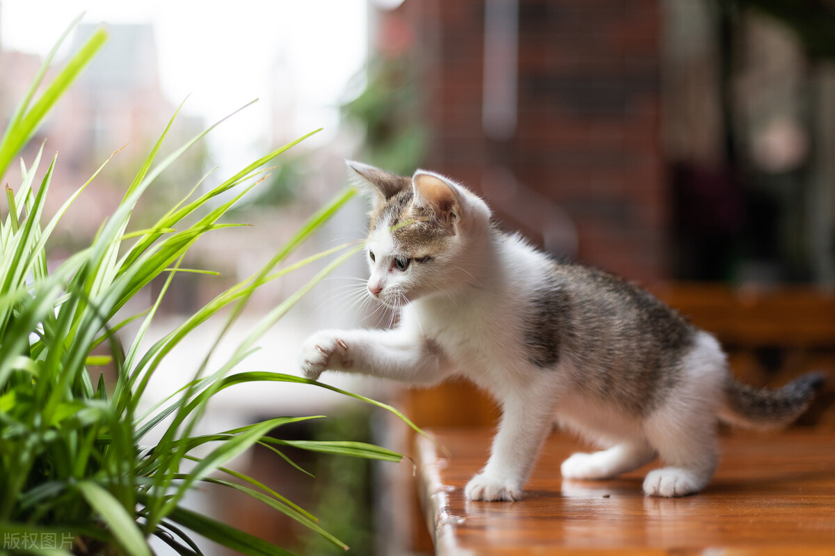 猫咪的胡子都断了是怎么回事 (猫咪的胡子有什么用)