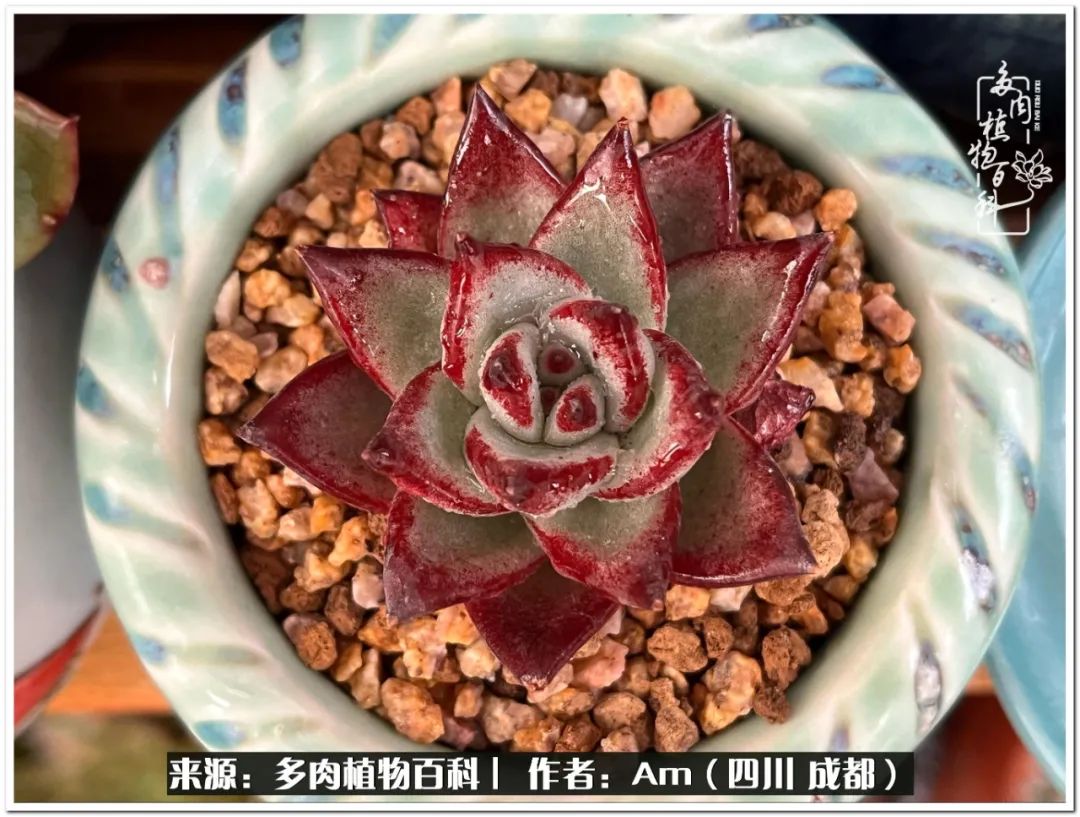 多肉小盆友生活多姿多彩,多肉小精灵福享不停