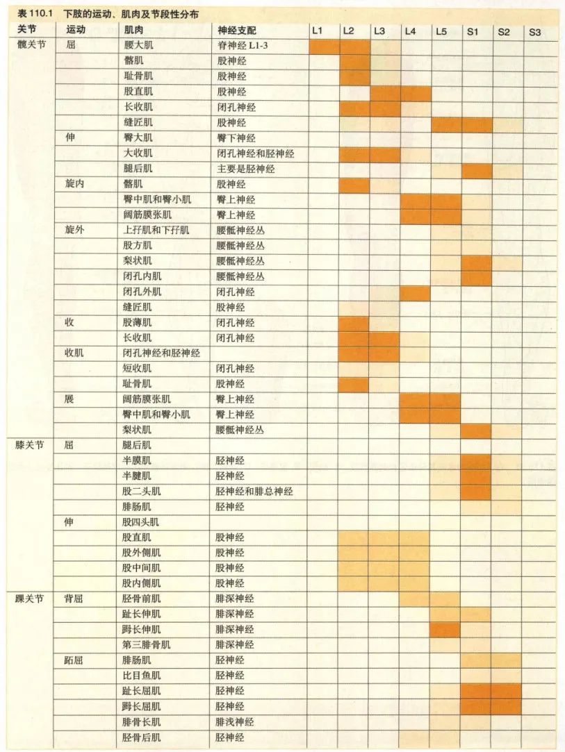 脊神经支配区域解剖图简图,脊神经及其分支的支配范围