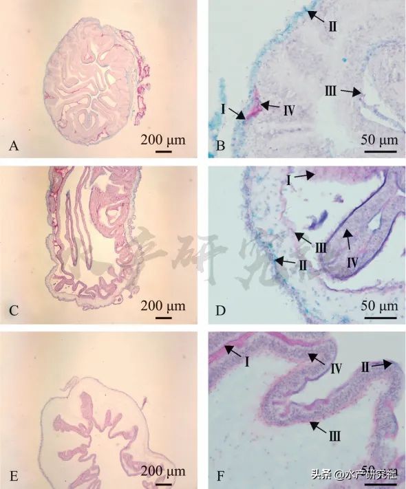 刺参营养价值和功效,刺参的营养成分分析