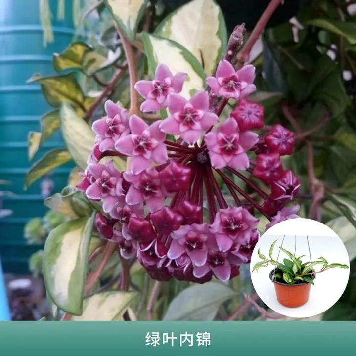 球兰花盛开瞬间,球兰花开完整版