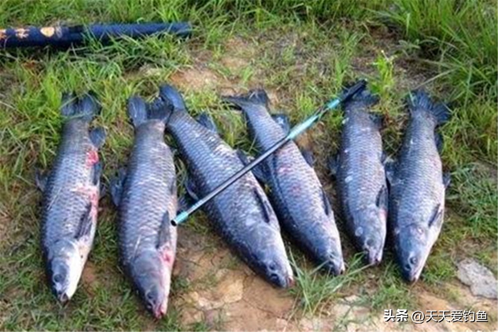 野钓没遇到过鲢鳙,野钓没上一条鱼