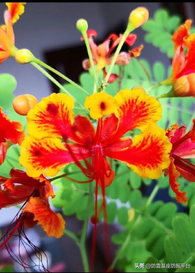 从发芽到开花的乐趣,从种子到果实成熟的感悟