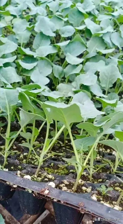 阳台种植西兰花育苗的正确方法,早春露地西兰花育苗时间和方法