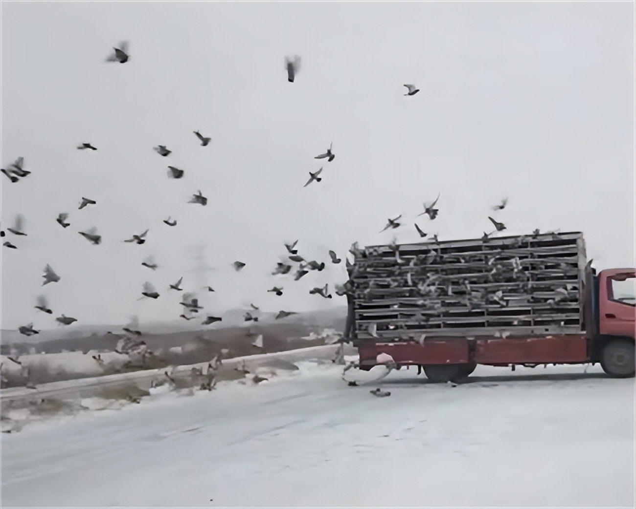 太阳鸟好看吗,太阳鸟飞到高山上会有什么