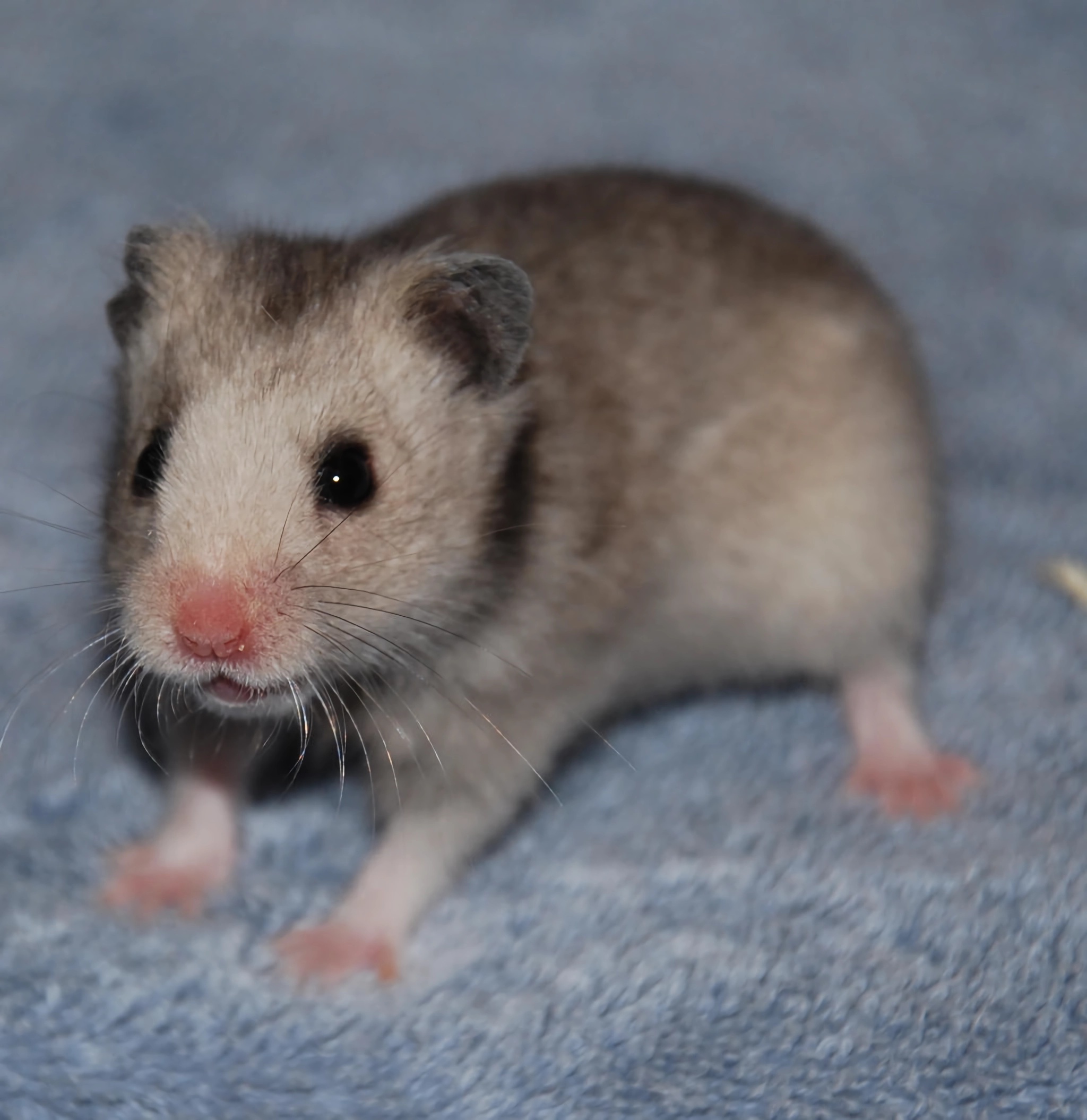 哪种宠物仓鼠最大最好养,仓鼠这样的宠物有哪些特点