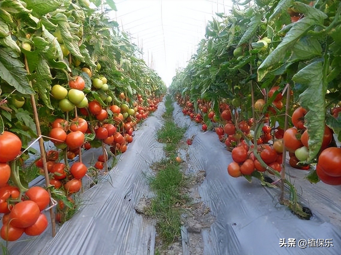 怎样区分细菌性农药与真菌性农药,怎样分类真菌性农药和细菌性农药
