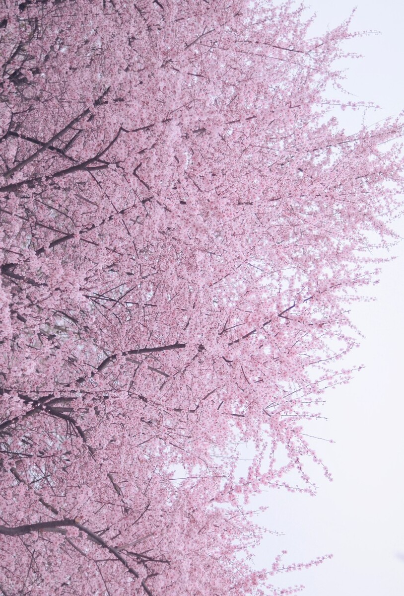 世界赏樱胜地东湖樱园樱花盛开,中国赏樱胜地堪比日本东京