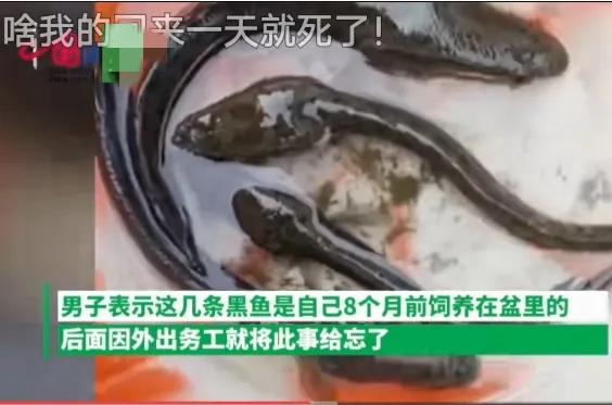 黑鱼死亡小鱼还能活吗,黑鱼饿瘦成了蝌蚪后续原视频