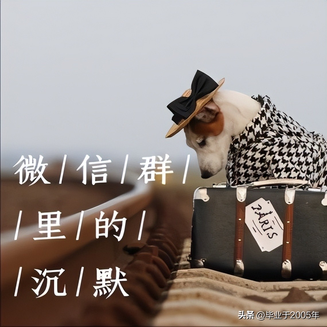 群——戏精滋生的温床