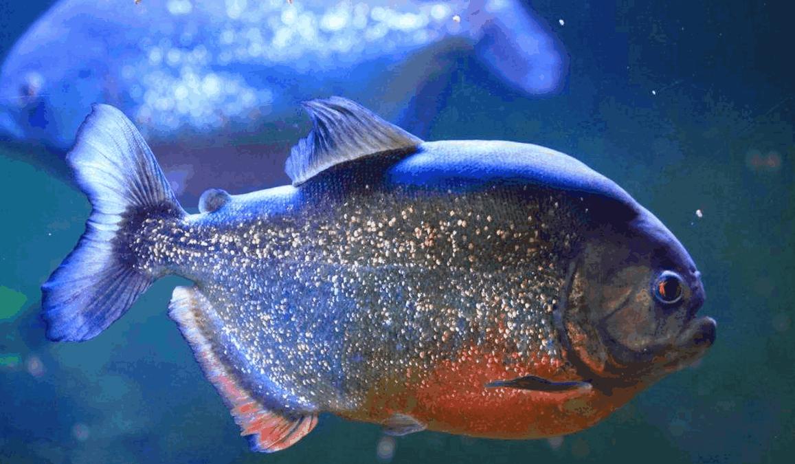 淡水白鲳鱼多少钱一斤2020,白鲳鱼多少钱一条