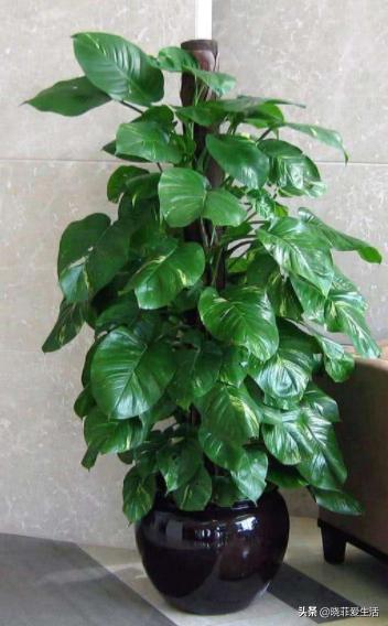 客厅养什么大型绿植最好看又好养,家里养什么绿植最好养又招财客厅