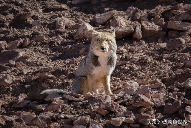 青海湟鱼那么多为什么要保护,救命的青海湖湟鱼