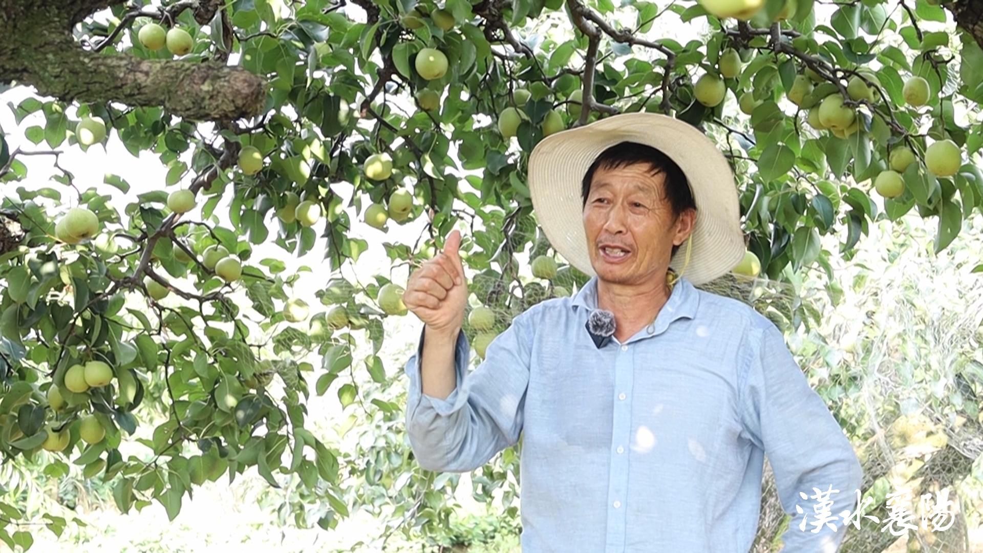 襄阳都市圈高质量发展建言献策,襄阳太平店返乡创业