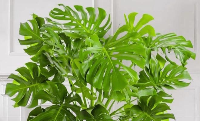 龟背竹抗冻,龟背竹冬天叶片变黄了怎么办