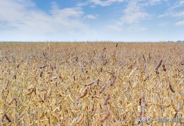 大宗商品需要什么资质,大宗商品交易是什么工作