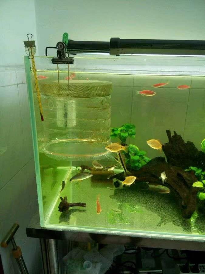 原生的斑马鱼会长蝶翼吗,原生斑马鱼会跳吗