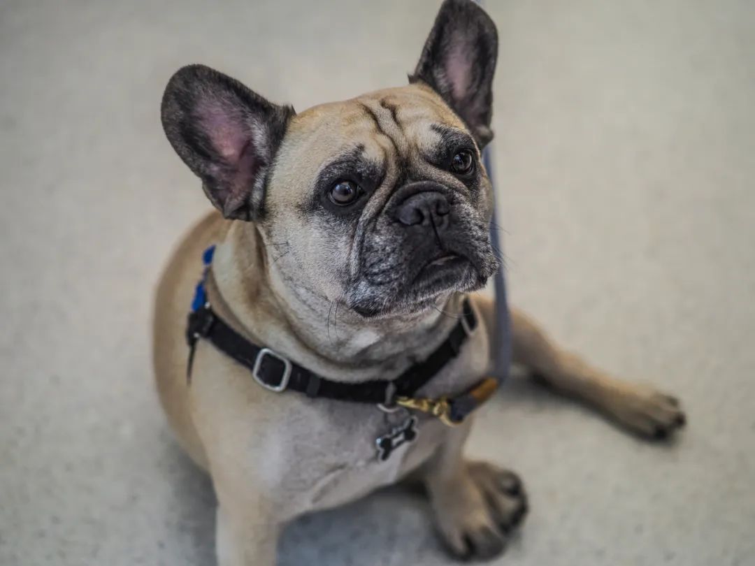 最后一句idontknownothing,idontknownothing什么意思