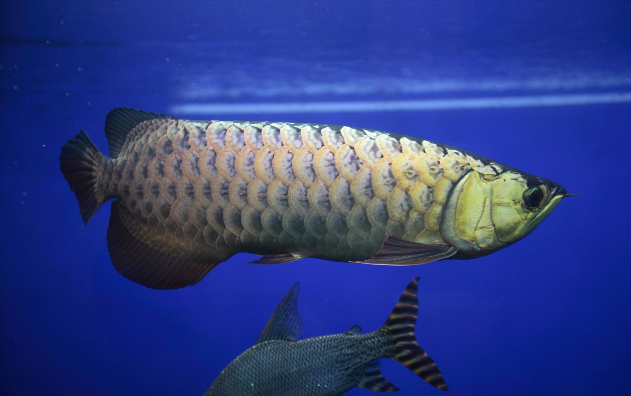 龙鱼身上起白点怎么治疗,龙鱼白点病加温到32度多久会好