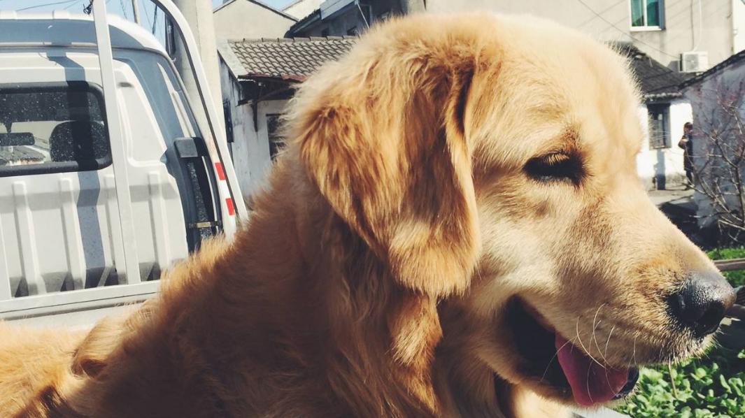 金毛体重多少为正常范围,金毛每个月体重多少正常