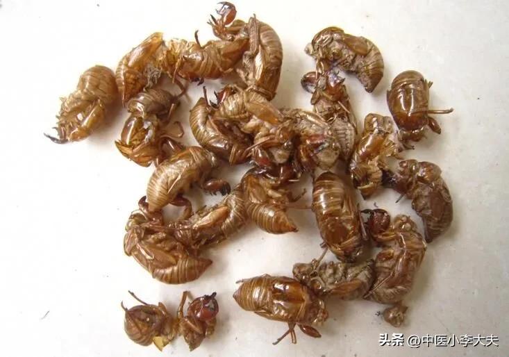 蝉蜕搭配什么治疗明目退翳,含蝉蜕的中药方