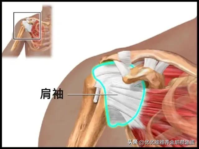 五十肩的正确锻炼,五十肩平常的锻炼方法