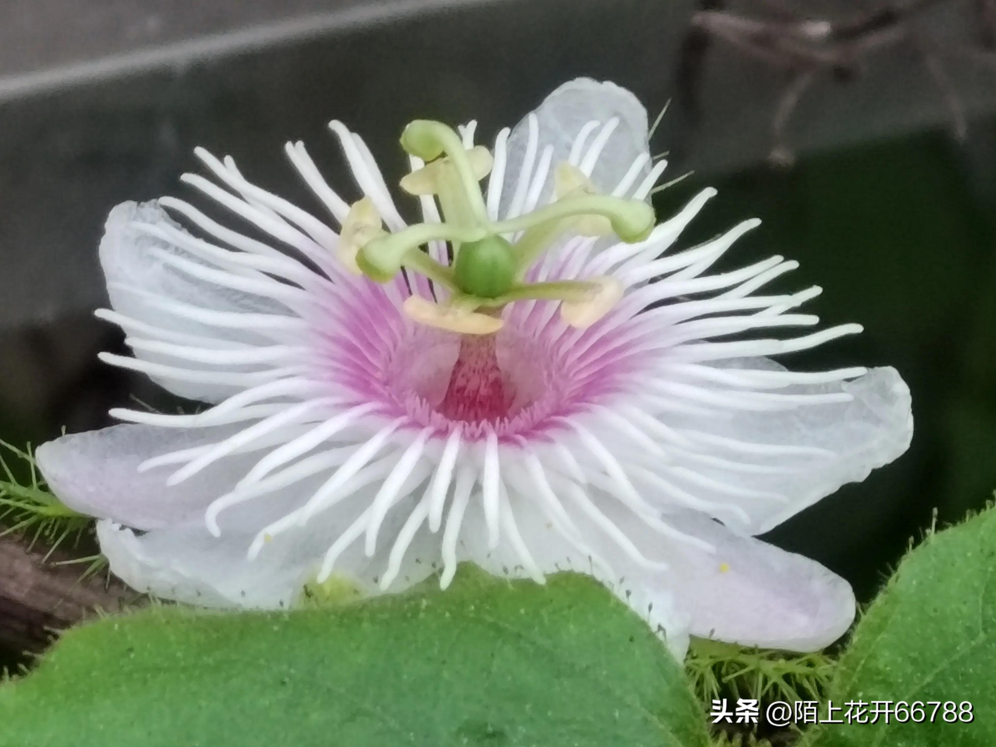 靠独特香味吸食昆虫的龙珠花精美绝伦，果实药用价值很高