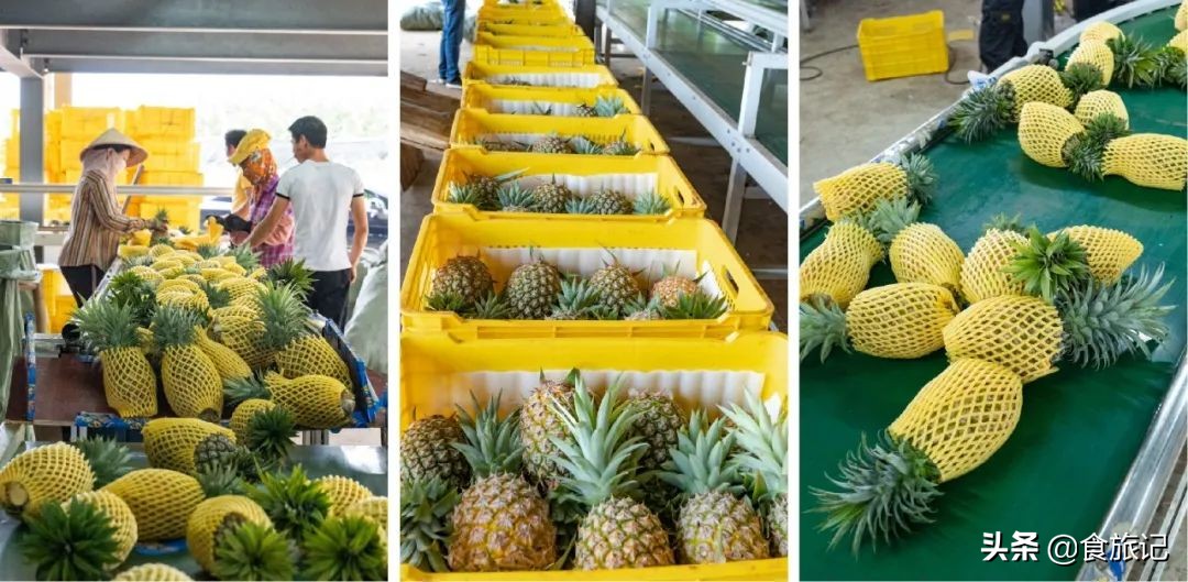 甜脆金钻凤梨,纯甜金钻凤梨菠萝