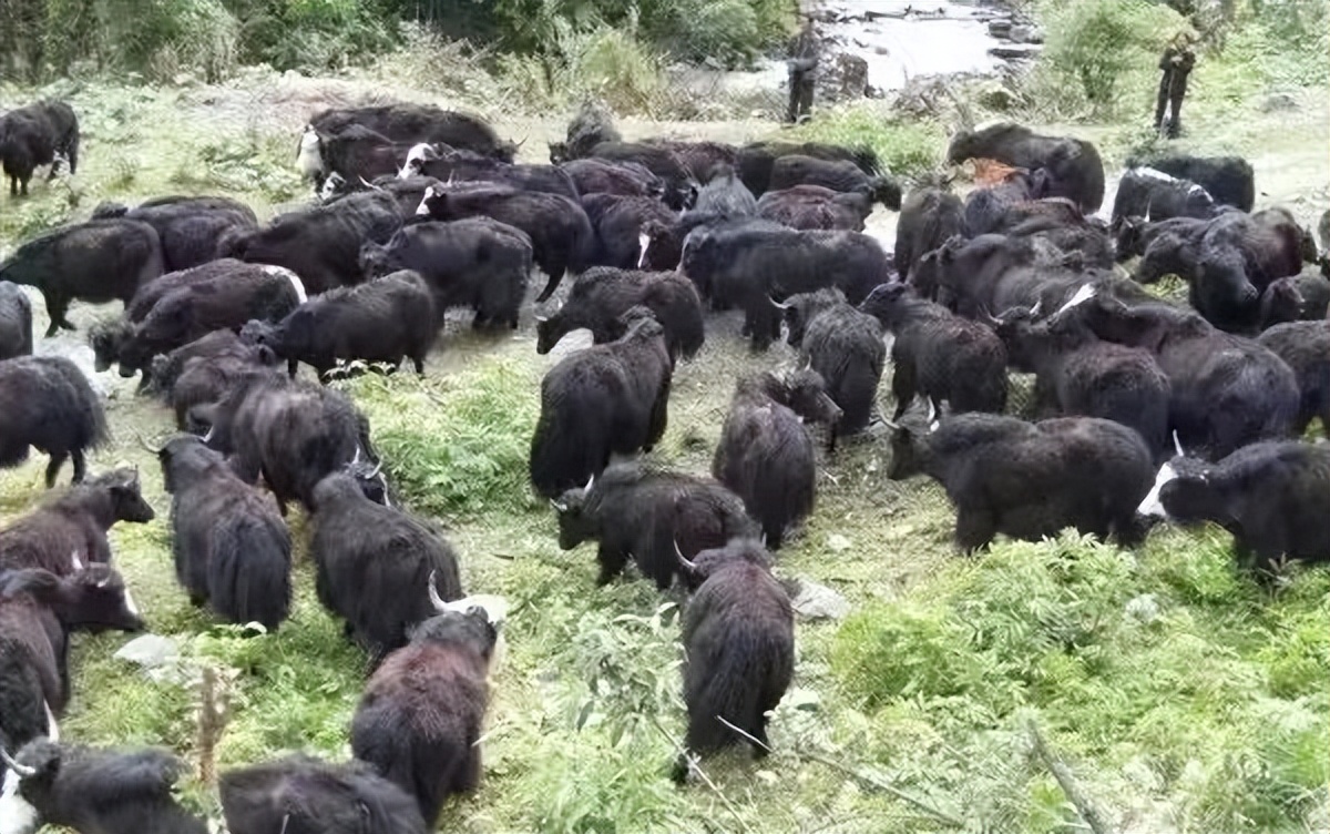 肉牛养殖业助力乡村振兴,肉牛养殖政策扶持致富带头人