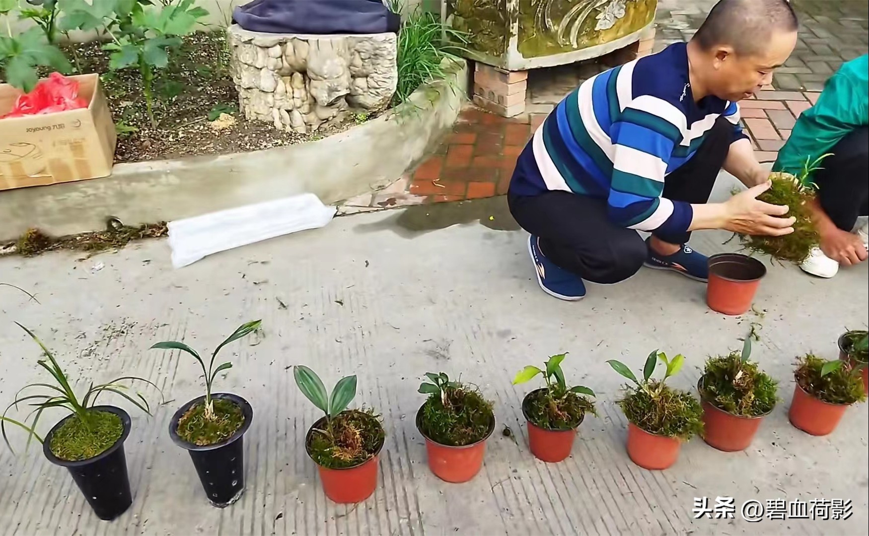 兰市低迷兔耳兰却一家独大,兰友要不要跟风投资?你需要明白五点