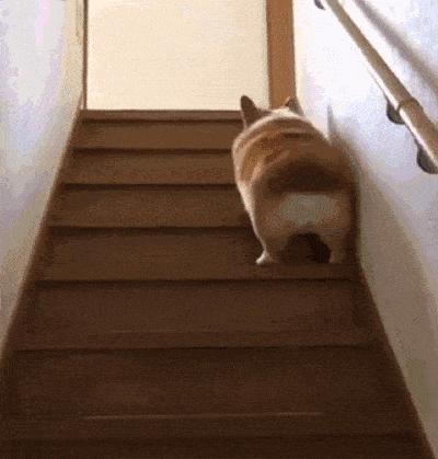 柯基犬容易患什么眼疾,柯基犬的常见疾病是什么怎么解决