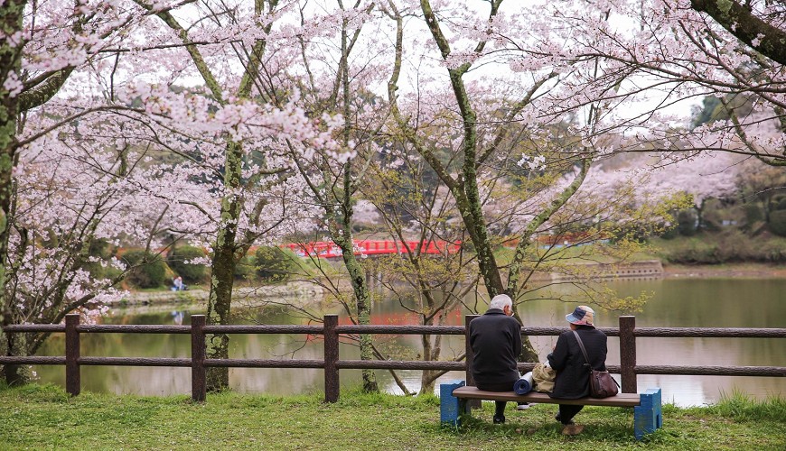 2022年日本北陆赏樱景点推荐,樱花季日本小众赏樱之旅