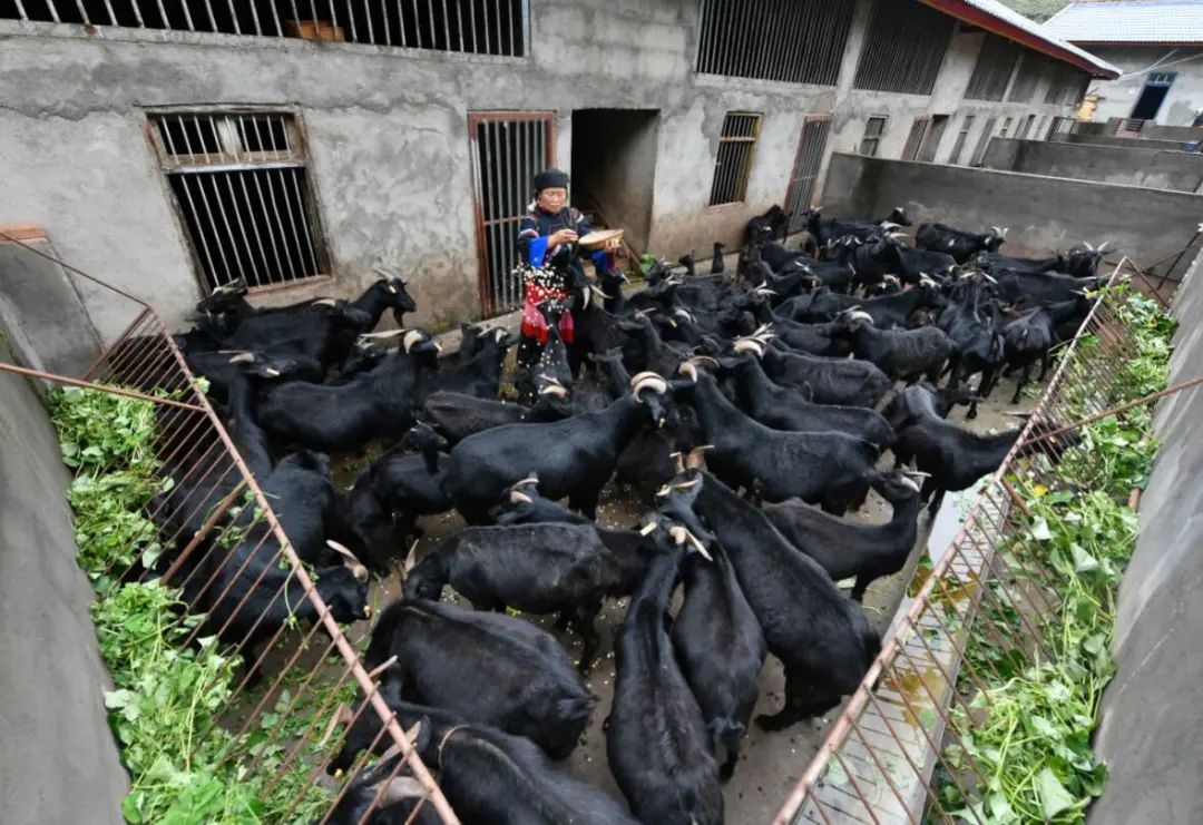 昭觉美姑,美姑路况