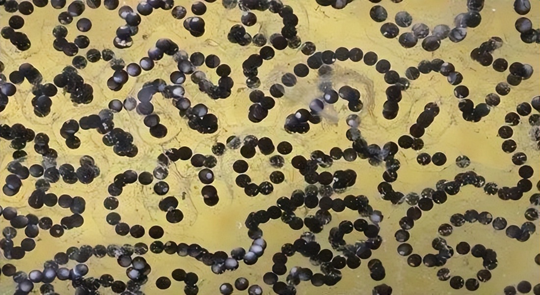 蝌蚪和蟾蜍的卵如何区别,如何分辨蝌蚪长大是青蛙还是蟾蜍