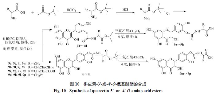 槲皮素的氧化机理,槲皮素的有关药物活性成分